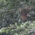 SAFARI FLOAT SARAPIQUI