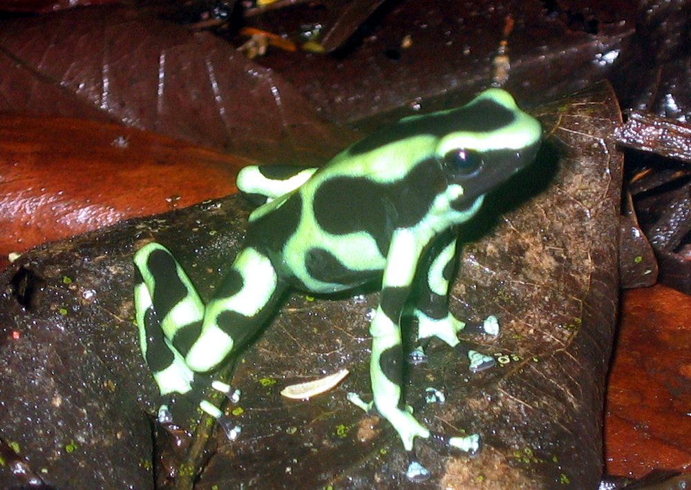 Green and black poison dart frog in Costa Rica