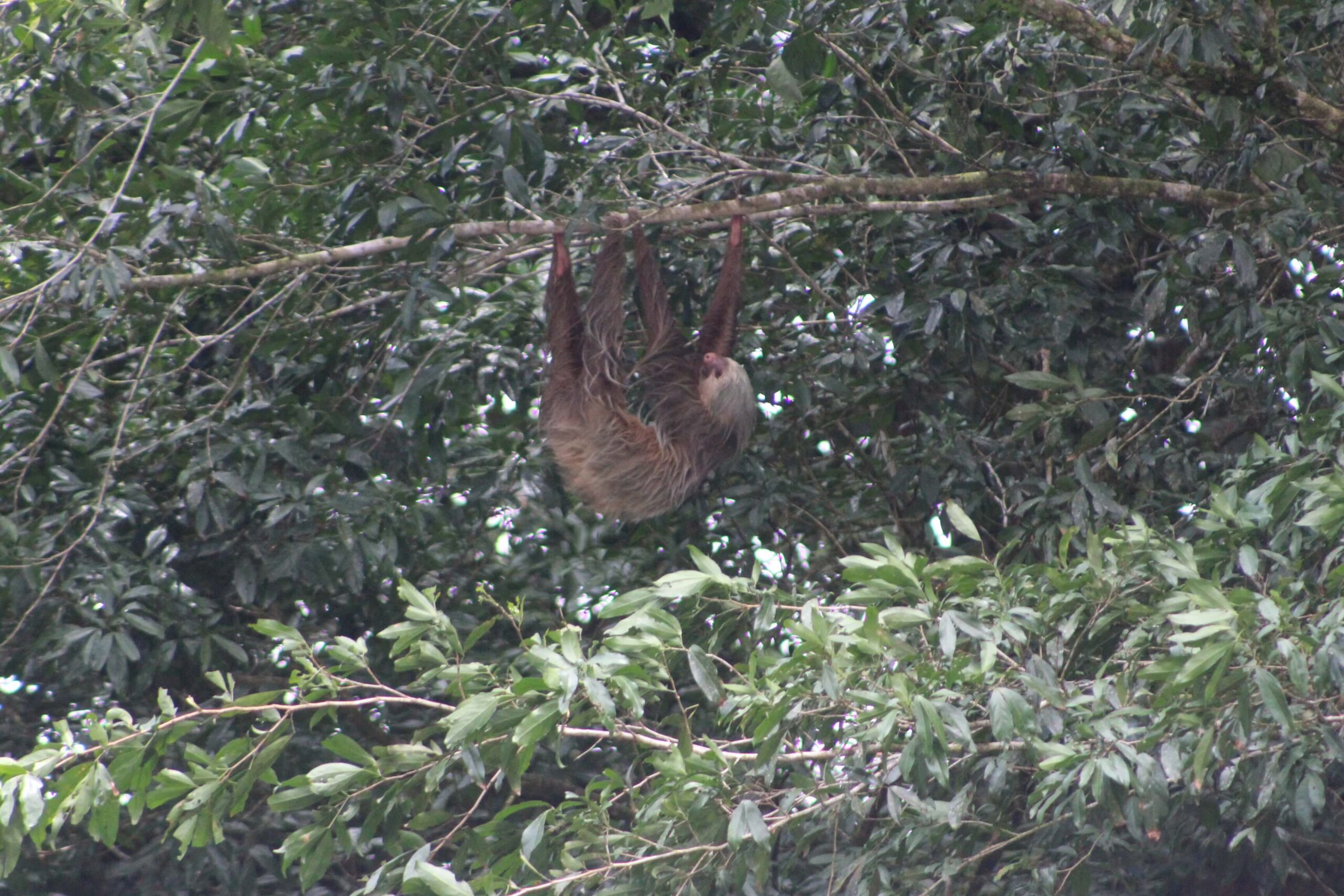 Safari Float Sarapiqui - Image 7