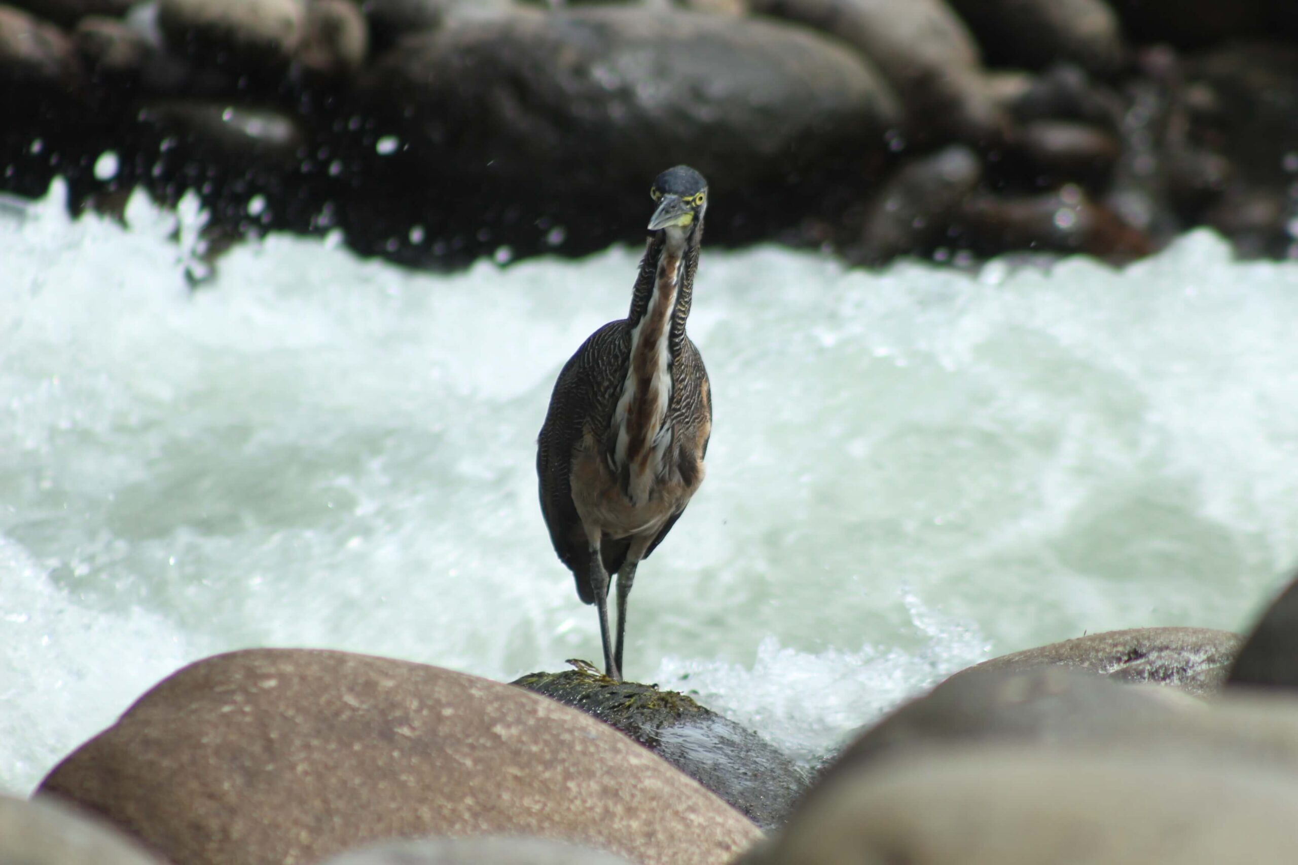 Safari Float Sarapiqui - Image 10